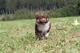 BERGER AUSTRALIEN PUPPIES 043